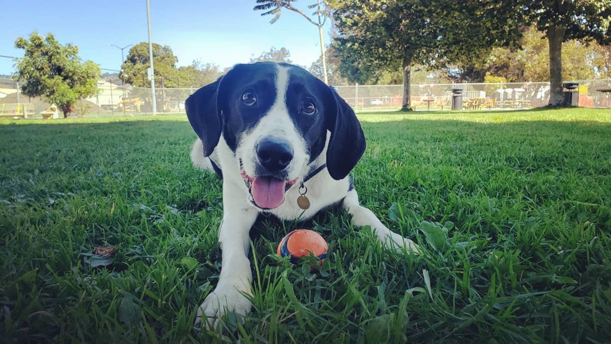Bingo playing on the grass