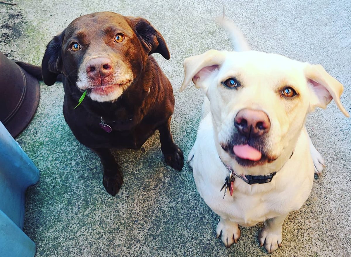 Two happy labs smiling