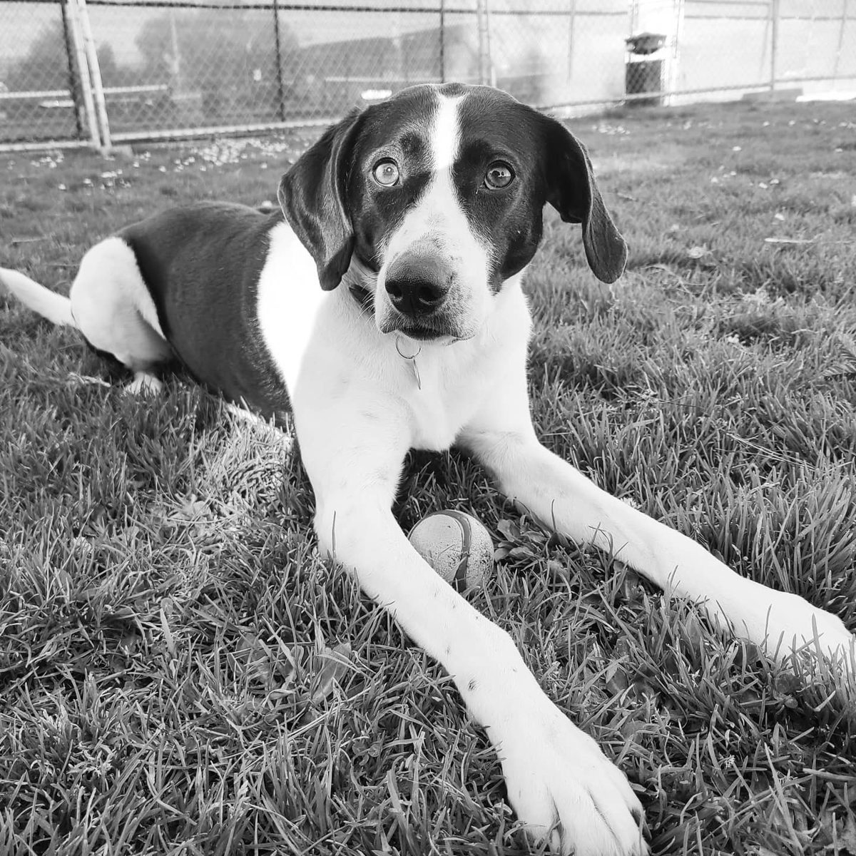Dog resting on the grass