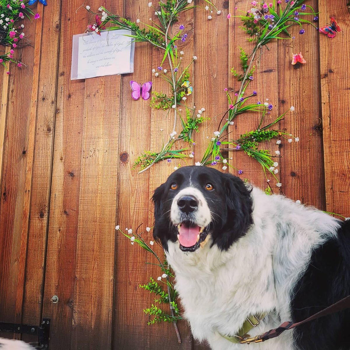 Dog by a wooden fence