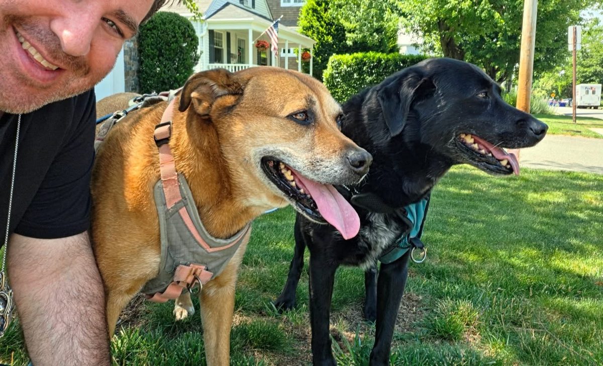 Two dogs on a walk