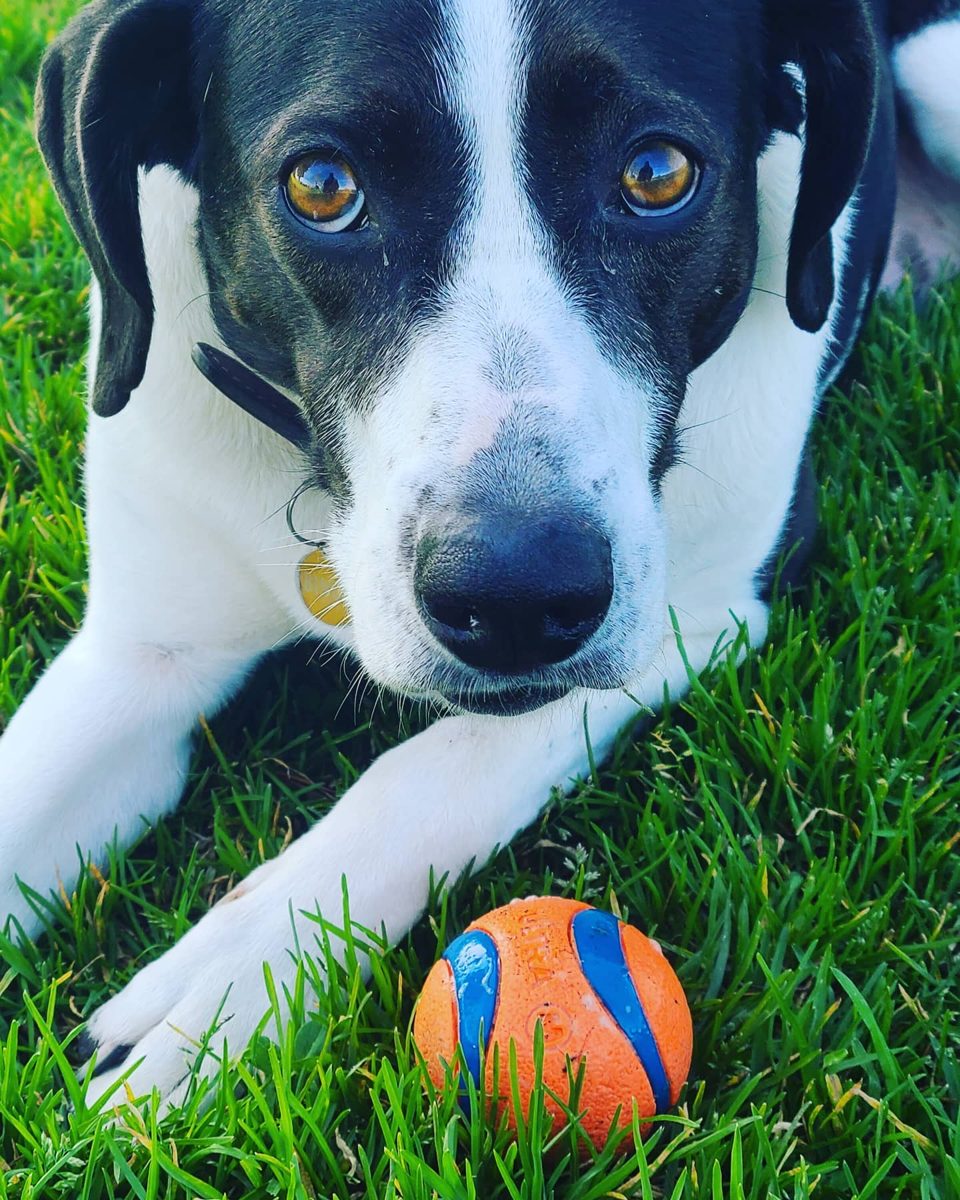 Dog with a ball on the grass