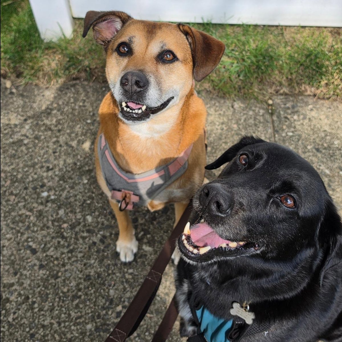 Two smiling dogs