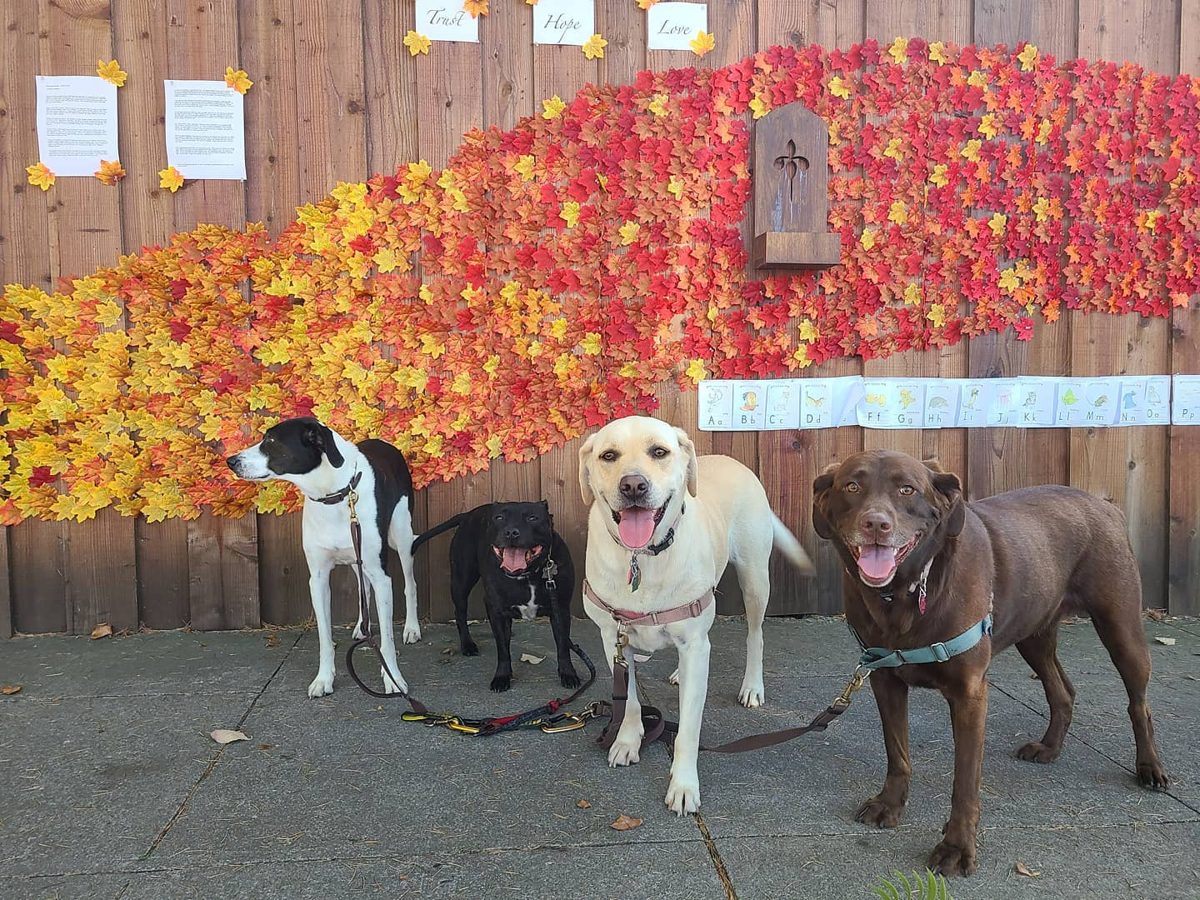 Pack of dogs on a walk