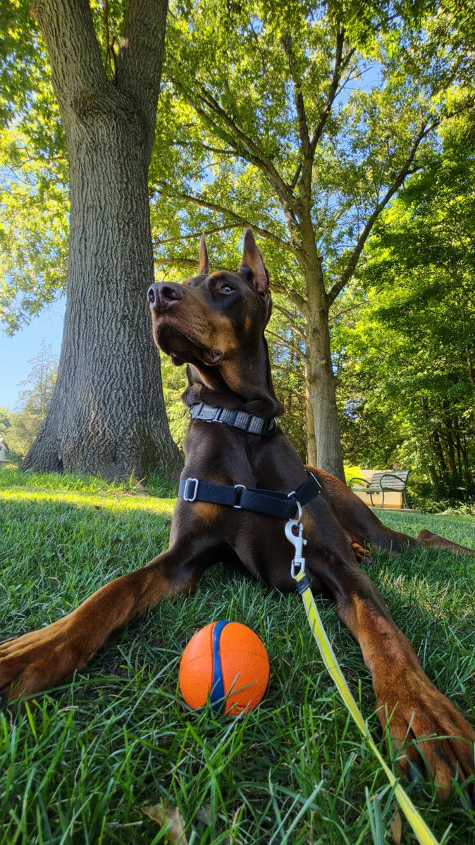 Moose the Doberman resting on the grass with a ball