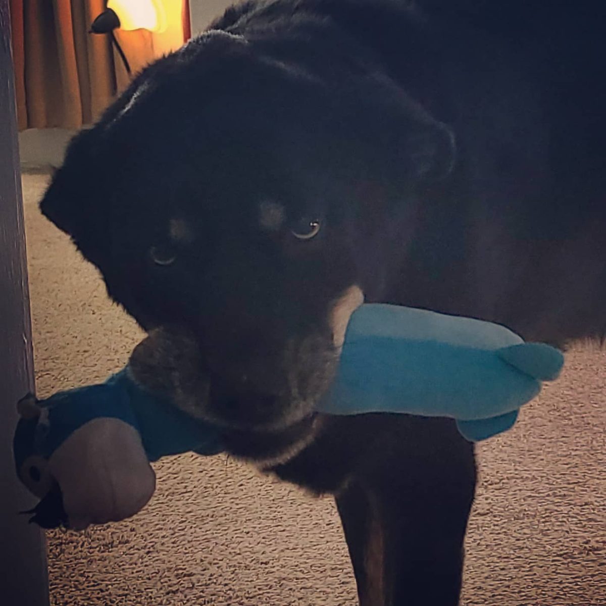 Black dog with a toy
